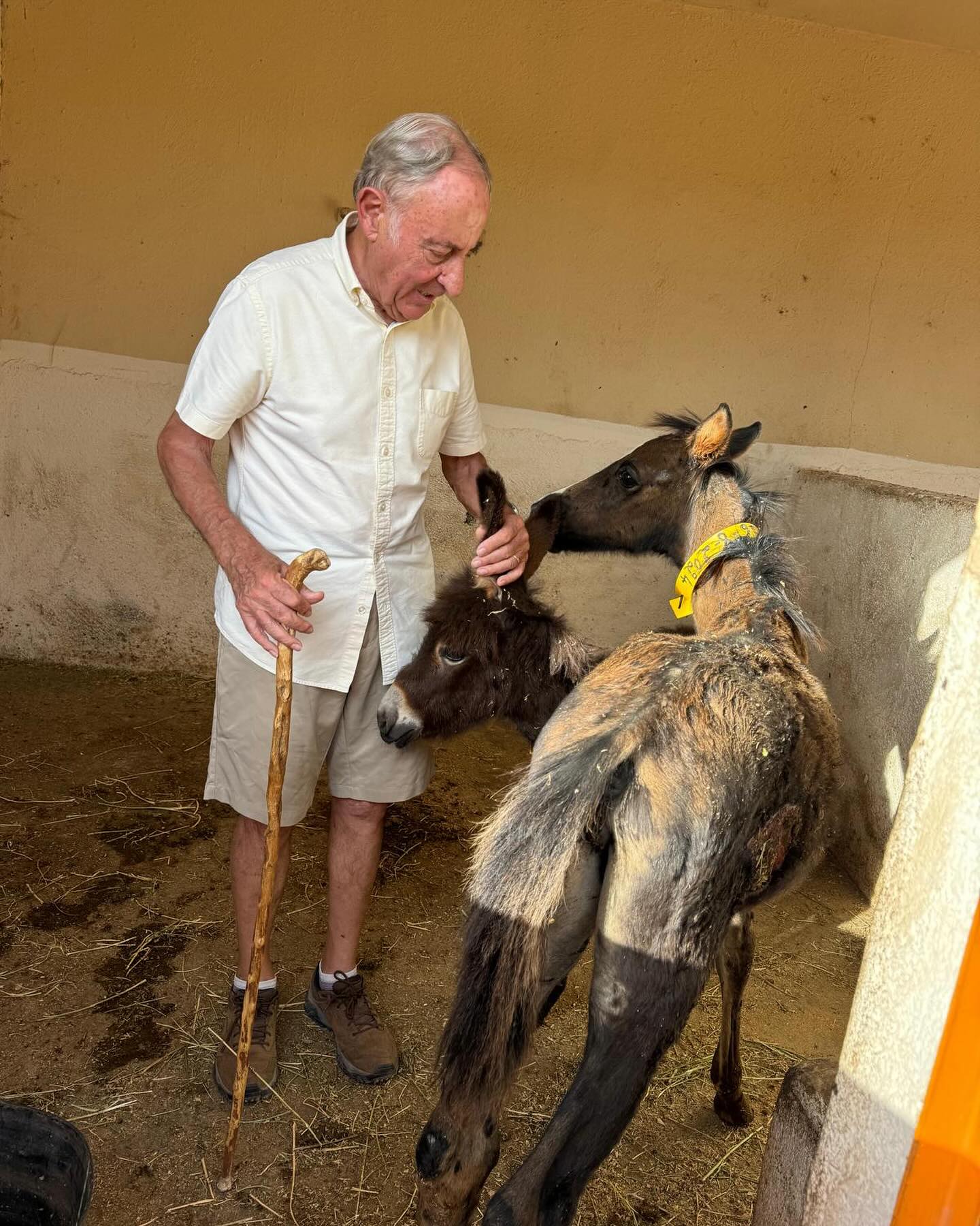 Charles, one of Jarjeer's founders, standing in a stable with a walking stick and greeting two orphaned foals